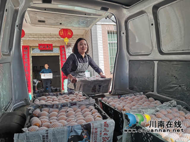 4月23日，泸县海潮镇云上枇杷节邀请你品尝新鲜枇杷！(图4)