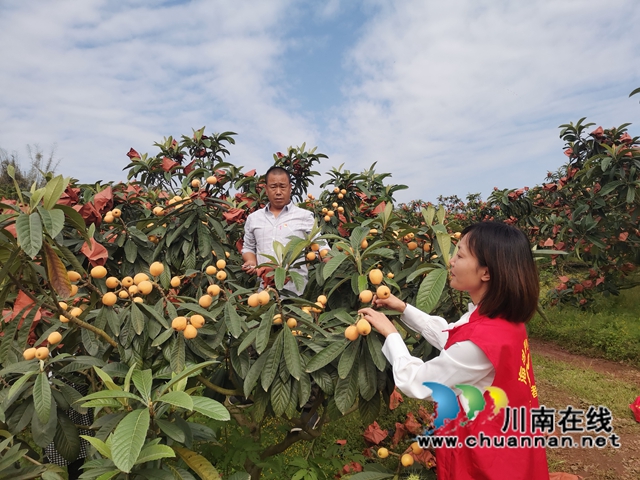 4月23日，泸县海潮镇云上枇杷节邀请你品尝新鲜枇杷！(图9)