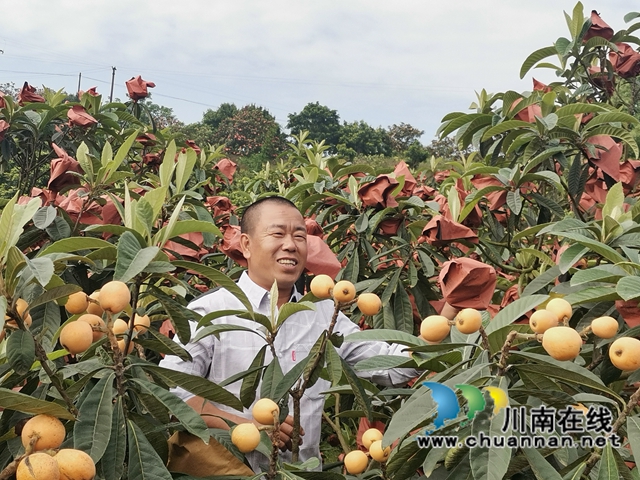 4月23日，泸县海潮镇云上枇杷节邀请你品尝新鲜枇杷！(图6)