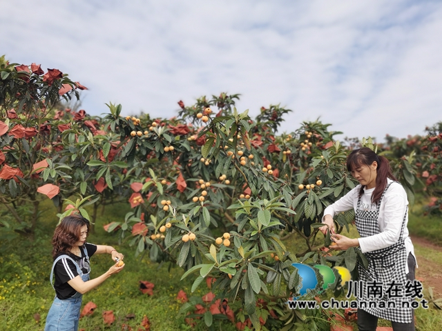 4月23日，泸县海潮镇云上枇杷节邀请你品尝新鲜枇杷！(图8)