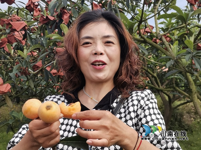 4月23日，泸县海潮镇云上枇杷节邀请你品尝新鲜枇杷！(图11)