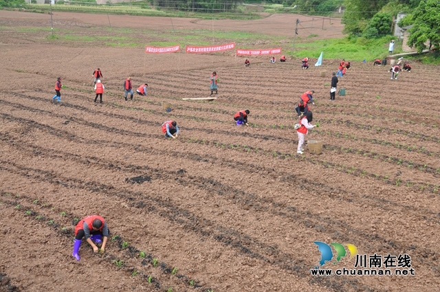 党员助春耕，田间党旗红！泸县党员志愿服务队助力“东翼”产业发展(图1)