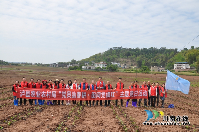 党员助春耕，田间党旗红！泸县党员志愿服务队助力“东翼”产业发展(图3)