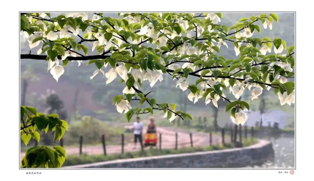 2万余株！宜宾这个地方的“鸽子花”开了！别错过！(图1)