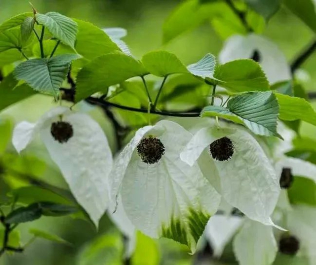 2万余株！宜宾这个地方的“鸽子花”开了！别错过！(图3)