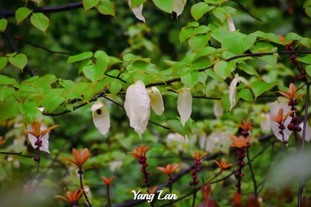 2万余株！宜宾这个地方的“鸽子花”开了！别错过！(图6)