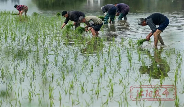 好雨生百谷，谷雨润万物，江阳春播进行时(图2)