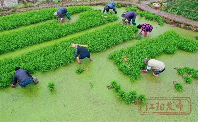好雨生百谷，谷雨润万物，江阳春播进行时(图3)