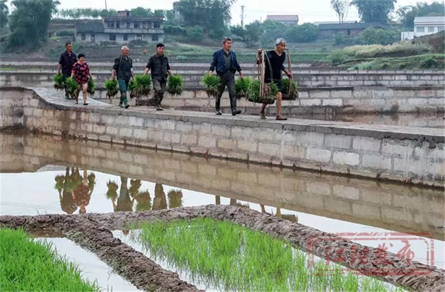 好雨生百谷，谷雨润万物，江阳春播进行时(图4)