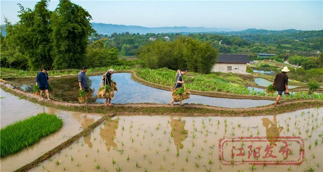 好雨生百谷，谷雨润万物，江阳春播进行时(图8)