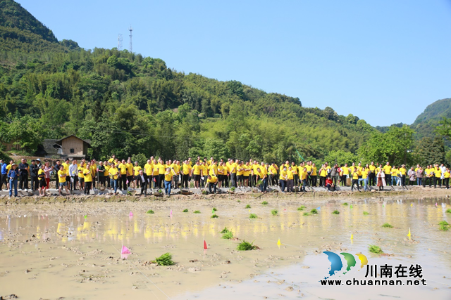 合江县榕山镇：统战人士齐上阵，插秧竞赛种粮忙(图4)