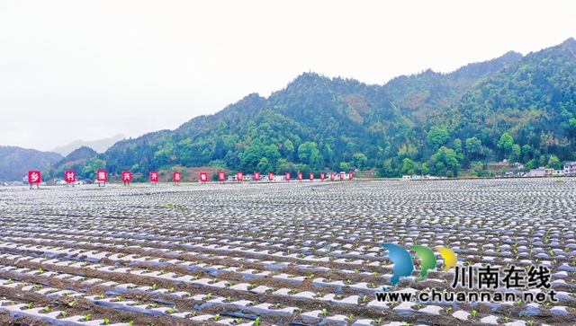 古蔺县大寨苗族乡:烟农抢抓节令,园区烤烟移栽正忙(图2) 古蔺县大寨苗族乡:烟农抢抓节令,园区烤烟移栽正忙(图2)