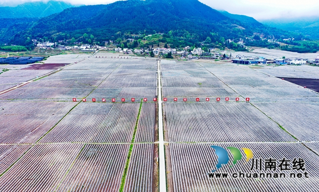 古蔺县大寨苗族乡:烟农抢抓节令,园区烤烟移栽正忙(图1) 古蔺县大寨苗族乡:烟农抢抓节令,园区烤烟移栽正忙(图1)