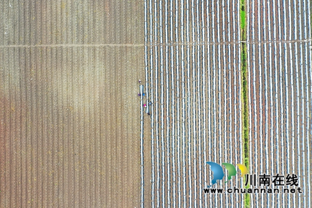 古蔺县大寨苗族乡:烟农抢抓节令,园区烤烟移栽正忙(图3) 古蔺县大寨苗族乡:烟农抢抓节令,园区烤烟移栽正忙(图3)