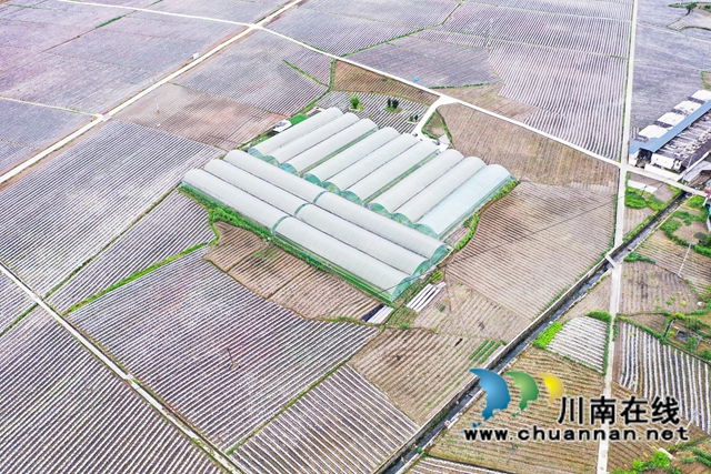 古蔺县大寨苗族乡:烟农抢抓节令,园区烤烟移栽正忙(图4) 古蔺县大寨苗族乡:烟农抢抓节令,园区烤烟移栽正忙(图4)