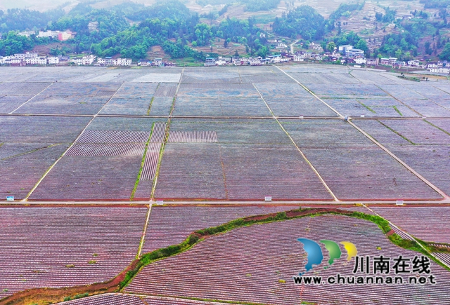 古蔺县大寨苗族乡:烟农抢抓节令,园区烤烟移栽正忙(图8) 古蔺县大寨苗族乡:烟农抢抓节令,园区烤烟移栽正忙(图8)