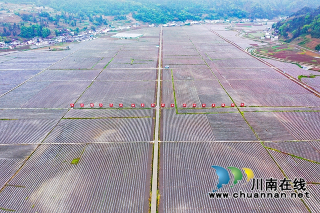 古蔺县大寨苗族乡:烟农抢抓节令,园区烤烟移栽正忙(图7) 古蔺县大寨苗族乡:烟农抢抓节令,园区烤烟移栽正忙(图7)