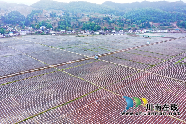 古蔺县大寨苗族乡:烟农抢抓节令,园区烤烟移栽正忙(图6) 古蔺县大寨苗族乡:烟农抢抓节令,园区烤烟移栽正忙(图6)