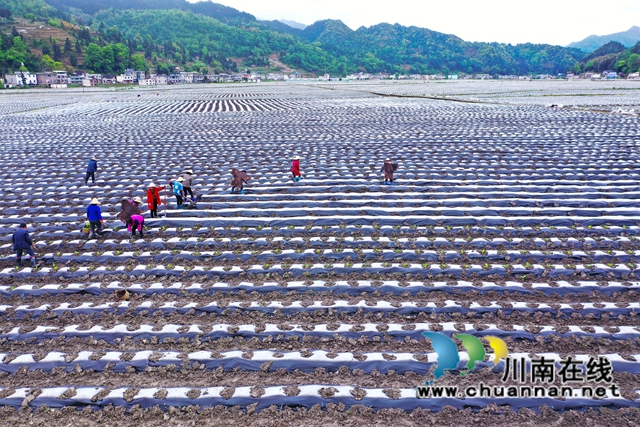 古蔺县大寨苗族乡:烟农抢抓节令,园区烤烟移栽正忙(图9) 古蔺县大寨苗族乡:烟农抢抓节令,园区烤烟移栽正忙(图9)