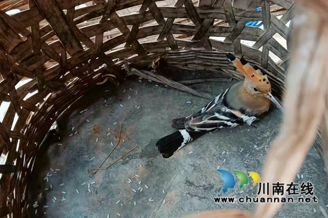 国家“三有”动物戴胜再次现身合江(图1)