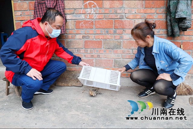 国家“三有”动物戴胜再次现身合江(图2)