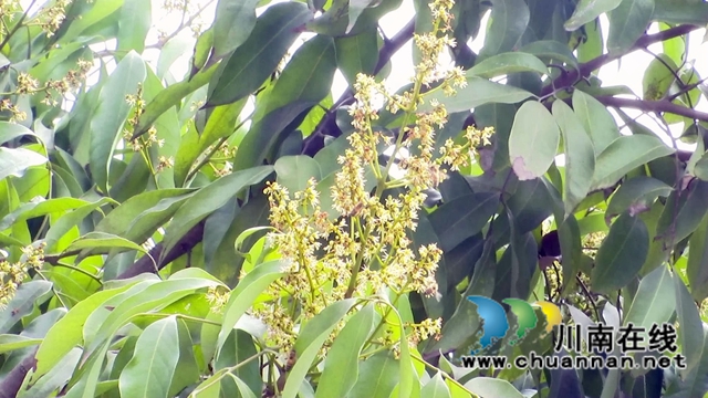 合江:荔枝花开兆丰收,后期管护是关键(图1) 合江:荔枝花开兆丰收,后期管护是关键(图1)
