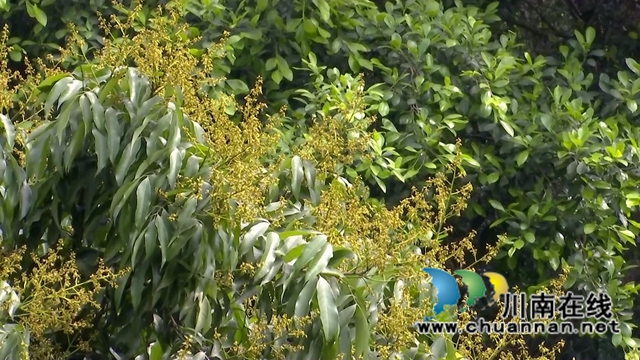 合江:荔枝花开兆丰收,后期管护是关键(图3) 合江:荔枝花开兆丰收,后期管护是关键(图3)