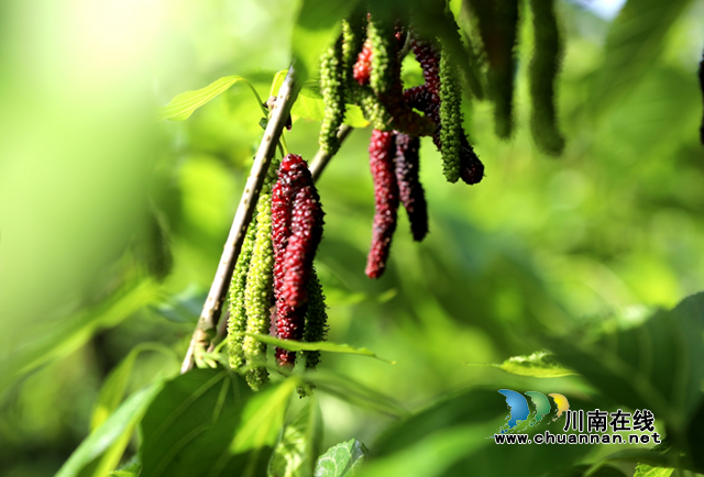 合江县：幸福桑田迎丰收，乡村振兴谱新曲(图2)