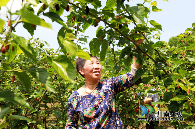 合江县：幸福桑田迎丰收，乡村振兴谱新曲(图3)