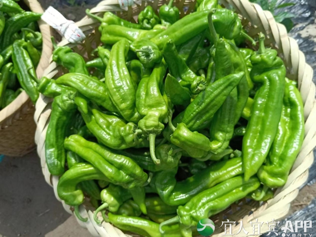 725.16亿元！增长6.7%！2022年一季度宜宾经济运行情况出炉