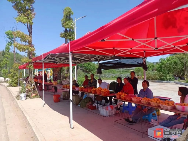 1000万斤！自贡本地“大五星枇杷”熟了，甜“惨”了(图2)