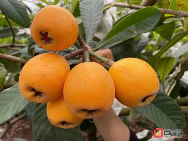 1000万斤！自贡本地“大五星枇杷”熟了，甜“惨”了(图3)