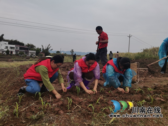 粮油轮作，两段式机收，泸县藏粮于地藏粮于技效果好！(图5)