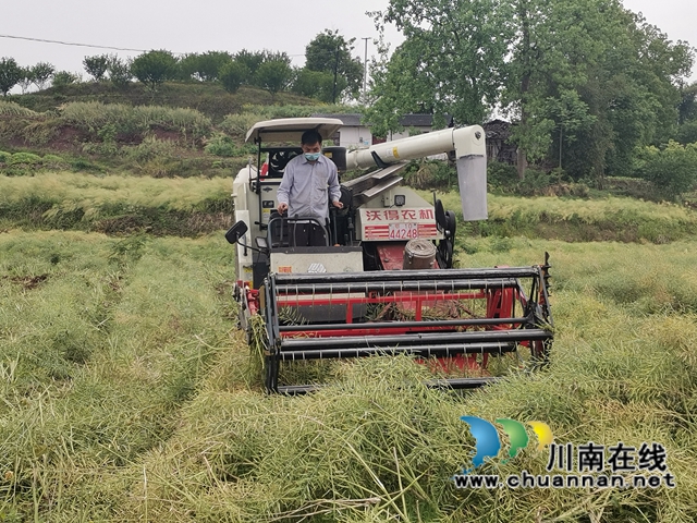 粮油轮作，两段式机收，泸县藏粮于地藏粮于技效果好！(图6)
