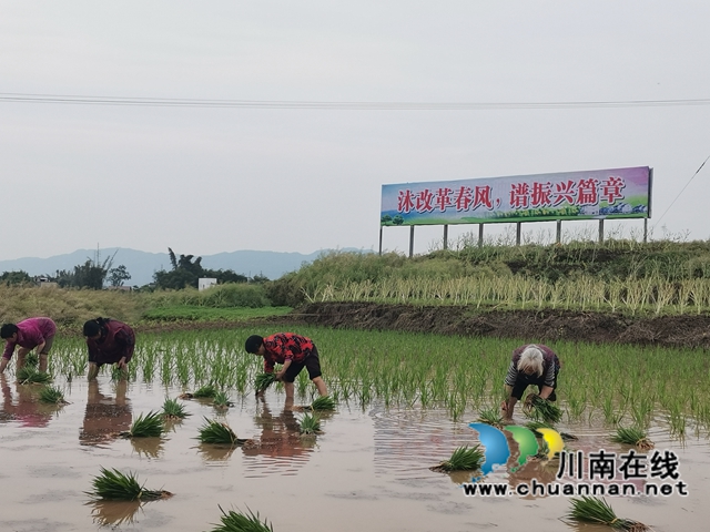 粮油轮作，两段式机收，泸县藏粮于地藏粮于技效果好！(图1)
