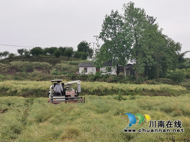 粮油轮作，两段式机收，泸县藏粮于地藏粮于技效果好！(图4)
