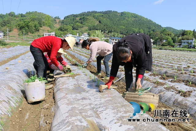 古蔺县皇华镇：春色最浓在田间，高粱移栽正当时！(图1)