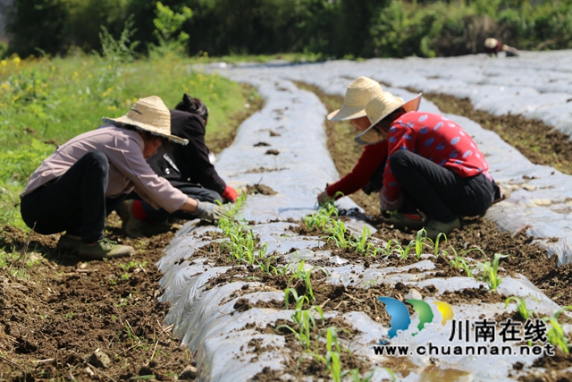 古蔺县皇华镇：春色最浓在田间，高粱移栽正当时！(图2)