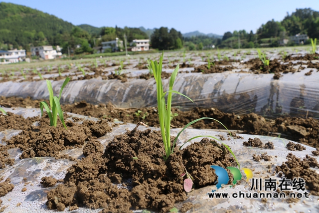 古蔺县皇华镇：春色最浓在田间，高粱移栽正当时！(图4)
