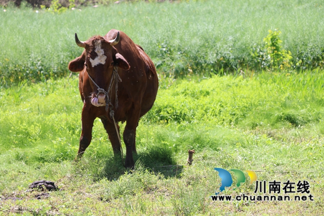 古蔺县皇华镇：春色最浓在田间，高粱移栽正当时！(图3)