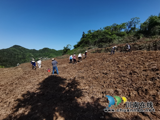 古蔺县皇华镇：春色最浓在田间，高粱移栽正当时！(图6)