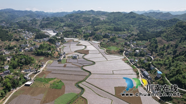 古蔺县皇华镇：春色最浓在田间，高粱移栽正当时！(图8)
