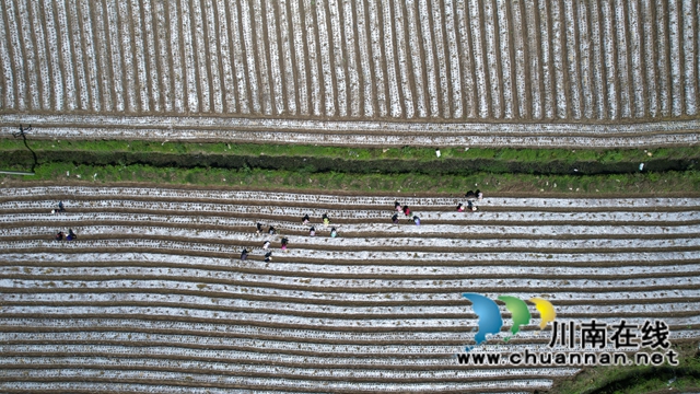 古蔺县皇华镇：春色最浓在田间，高粱移栽正当时！(图10)