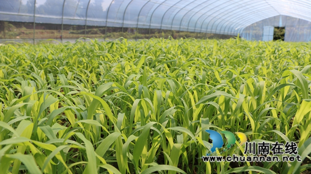 古蔺县皇华镇：春色最浓在田间，高粱移栽正当时！(图13)