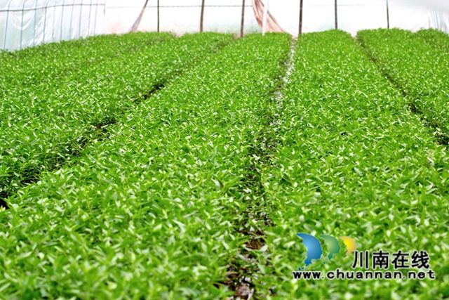 泸县石桥镇:乡贤种植藤藤菜,带动村民富起来(图1) 泸县石桥镇:乡贤种植藤藤菜,带动村民富起来(图1)