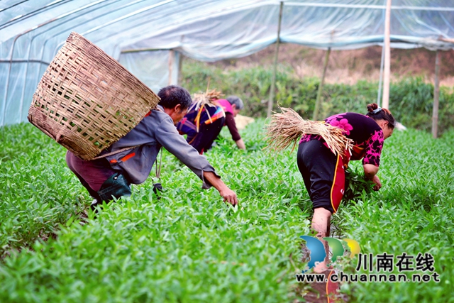 泸县石桥镇:乡贤种植藤藤菜,带动村民富起来(图2) 泸县石桥镇:乡贤种植藤藤菜,带动村民富起来(图2)