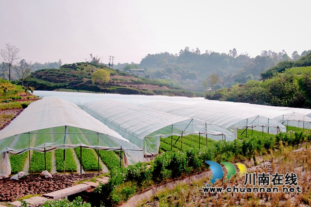 泸县石桥镇:乡贤种植藤藤菜,带动村民富起来(图3) 泸县石桥镇:乡贤种植藤藤菜,带动村民富起来(图3)