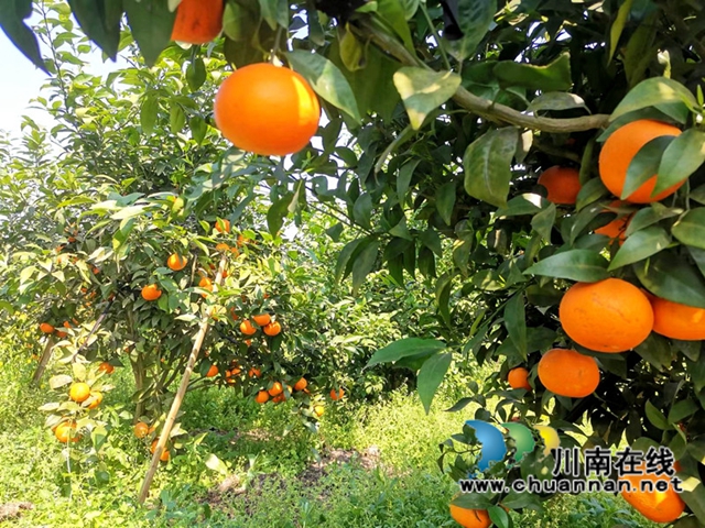 泸县云锦镇：乡贤龙头引领，百姓增收致富(图1)