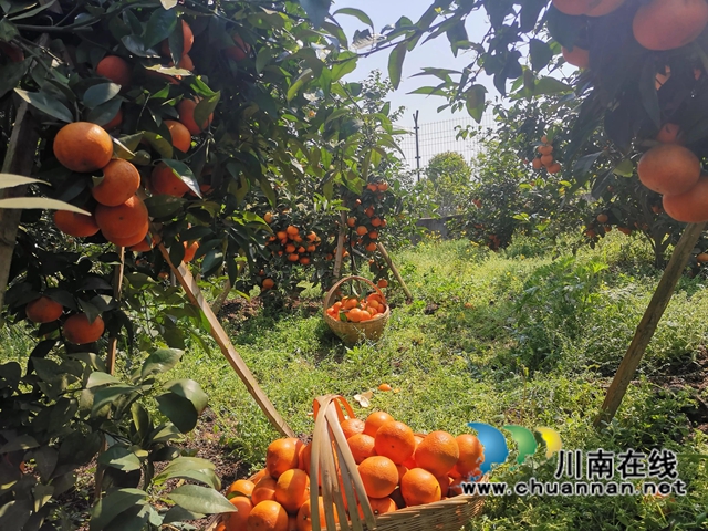 泸县云锦镇：乡贤龙头引领，百姓增收致富(图3)