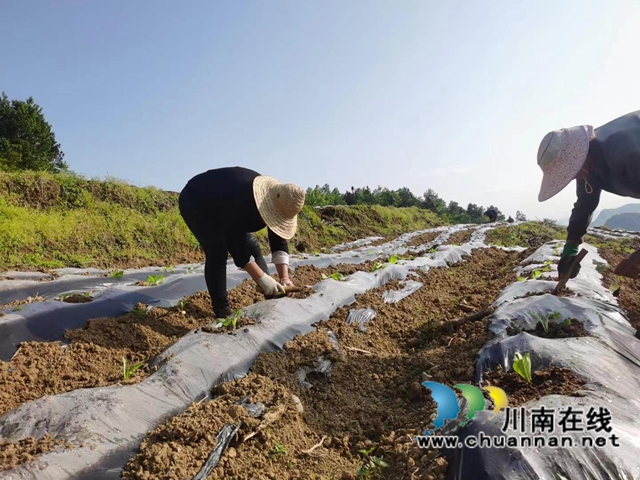古蔺县石宝镇：2000亩烟苗完成移栽，老牌产业焕发新活力(图1)